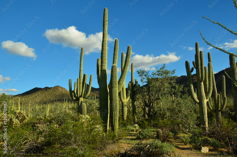 Saguarro National Park, Arizona Saguarro National Park, Arizona