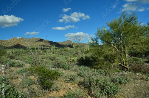 Saguarro National Park, Arizona