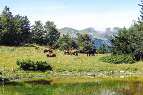 Wild horses in Aran valley in the Catalan Pyrenees, Spain photo