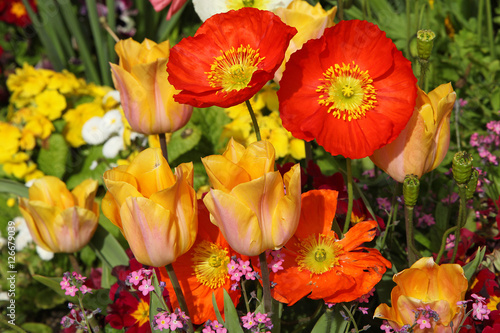 Fototapeta Naklejka Na Ścianę i Meble -  Tulipes jaune saumon dans un massif