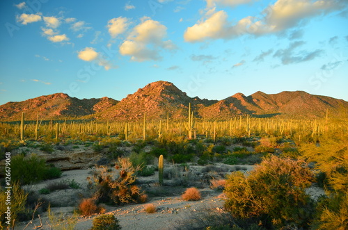 Saguarro National Park  Arizona