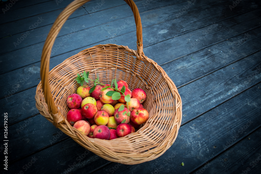 Apples in wicker basket at dark plank floor with sprig of mint
