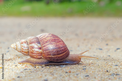 Snail crawling slowly on dirt sand track in the garden. Selective focus