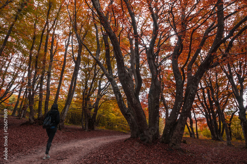 Autumnal foliage in Canfaito forest