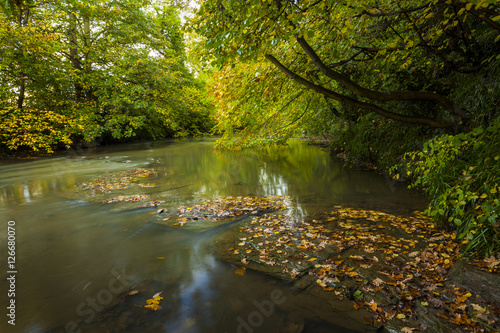 Woodland with river. Northumberland. England. UK.