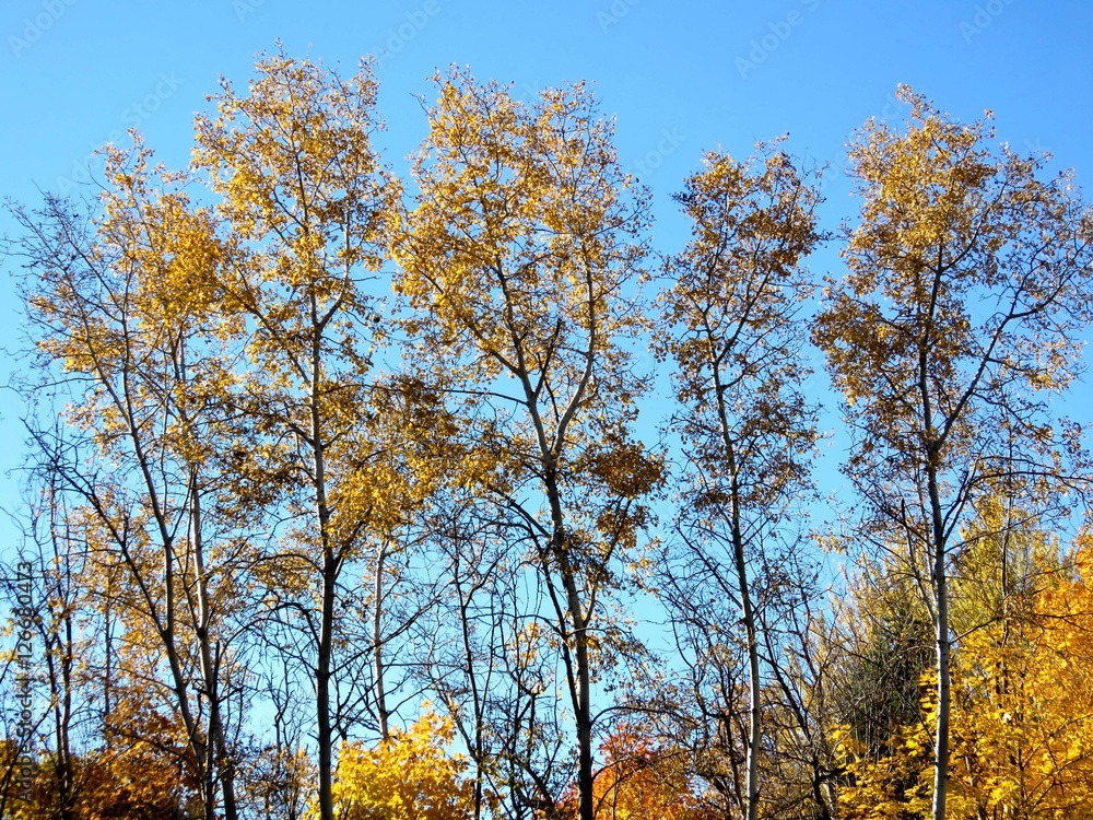 Thornhill view of autumn forest 2016 Thornhill view of autumn forest 2016
