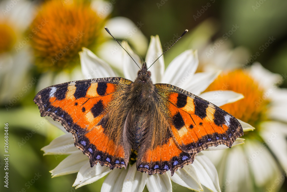 Obraz premium Butterfly on daisy flower with soft background. Detailed close up macro in white, yellow, orange and green colors.