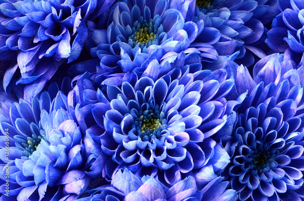 Fototapeta Details of blue flower for background or texture
