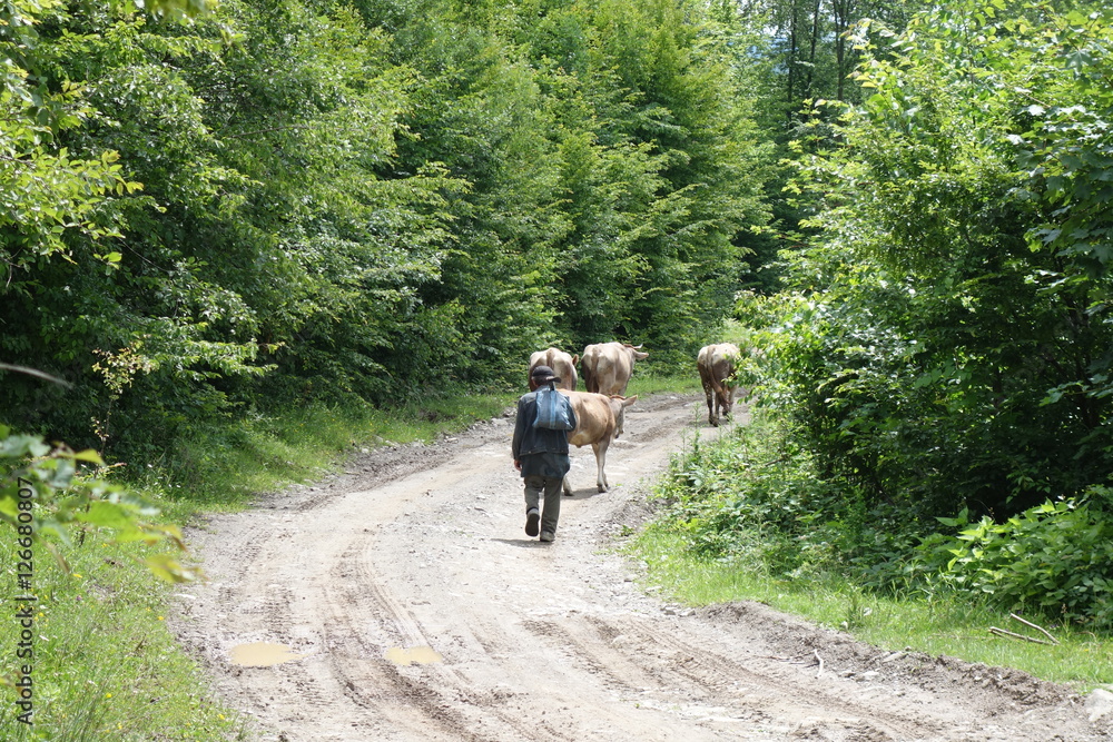 Cows are on the road. Transcarpathia Cows are on the road. Transcarpathia