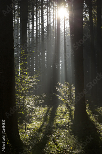 Fototapeta Naklejka Na Ścianę i Meble -  Herbstwald mit Sonnenstrahlen in Bayern, Deutschland