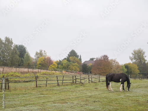 horses morning walk