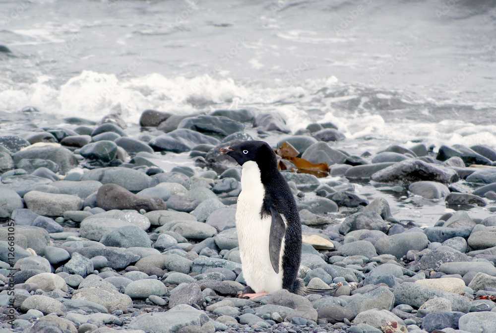 Obraz premium Wild penguins resting by the sea coast