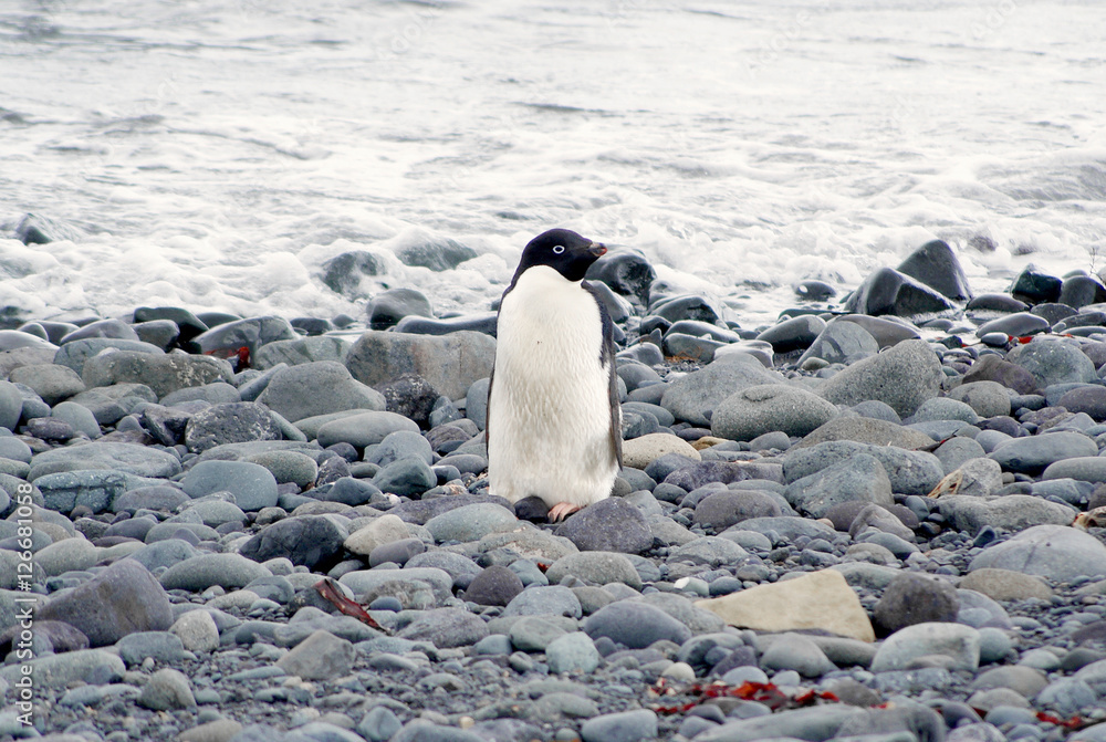 Obraz premium Wild penguins resting by the sea coast