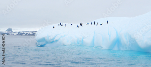 iceberg floating in antarctica with penguins