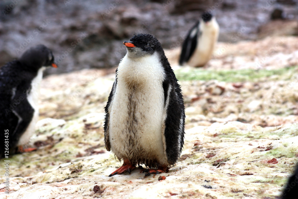 Naklejka premium Eselspinguin