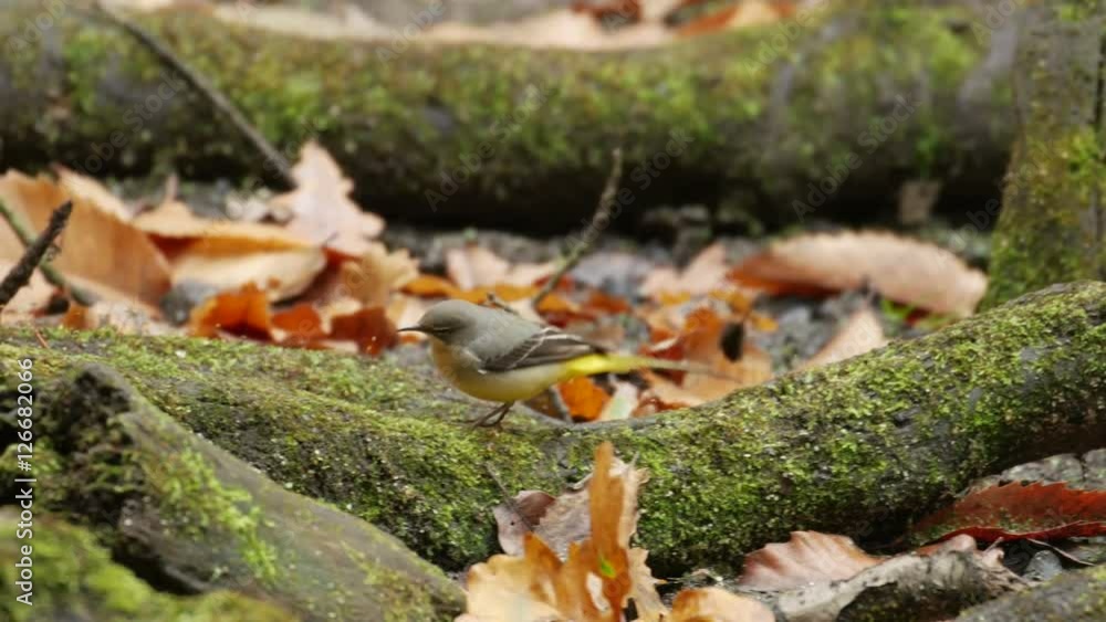 Grey Wagtail bird (Motacilla cinerea) foraging or feeding on a woodland pond in autumn or fall Grey Wagtail bird (Motacilla cinerea) foraging or feeding on a woodland pond in autumn or fall