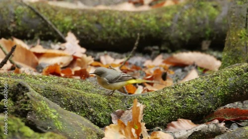Grey Wagtail bird (Motacilla cinerea) foraging or feeding on a woodland pond in autumn or fall