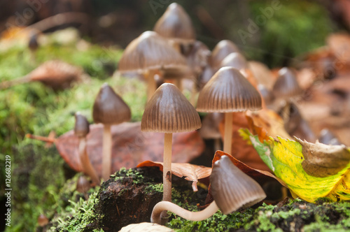 champignons sur une souche d'arbre en automne