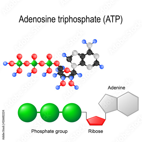 Adenosine triphosphate (ATP) structural formula photo