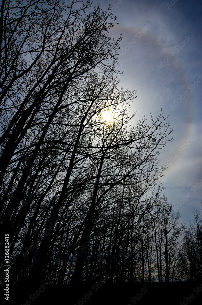Large sun halo and autumn trees silhouette Large sun halo and autumn trees silhouette