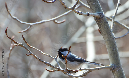 Mountain chickadee on a autumn tree branch