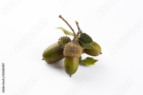 Palamut