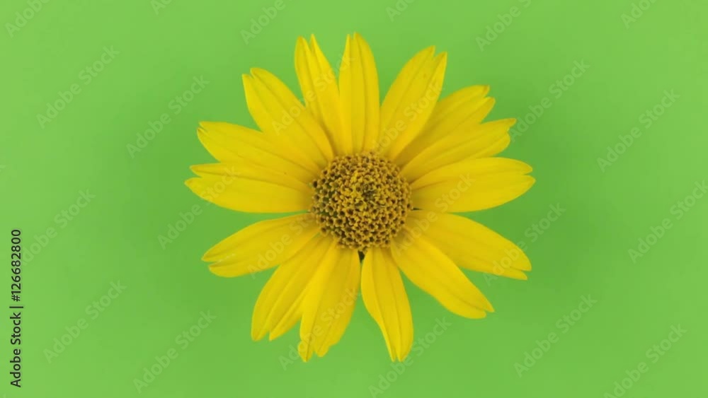 Slow rotation of a yellow camomile on a green background, keying. Slow rotation of a yellow camomile on a green background, keying.