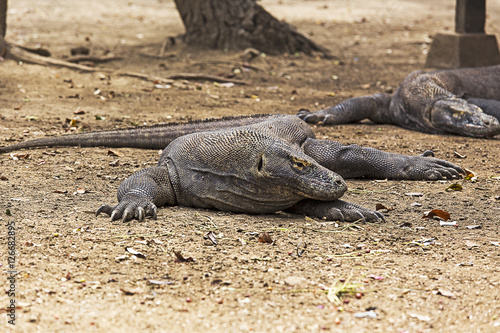 Komodo Dragon © mauriziobiso