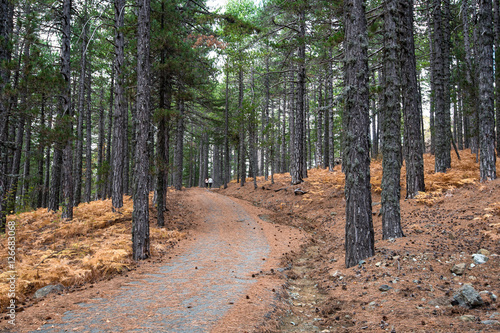 Young adult couple hiking in the forest © Michalis Palis