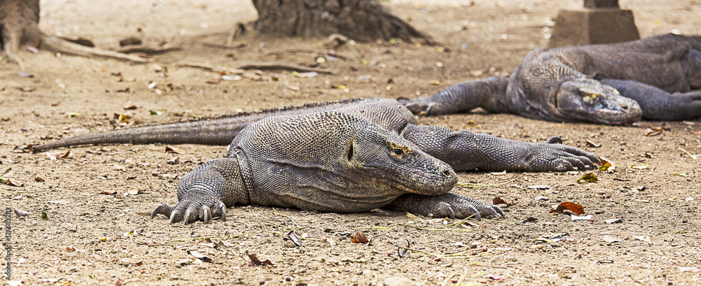 Komodo Dragon Komodo Dragon
