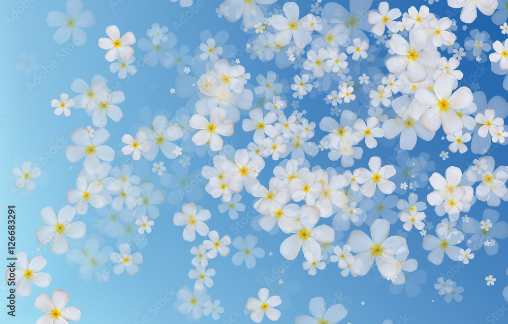 white Plumeria or Frangipani flowers on blue gradient color back white Plumeria or Frangipani flowers on blue gradient color back