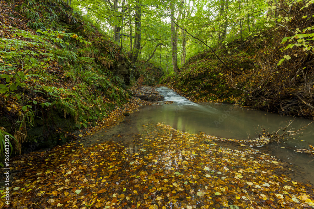 Woodland with river. Northumberland. England. UK. Woodland with river. Northumberland. England. UK.