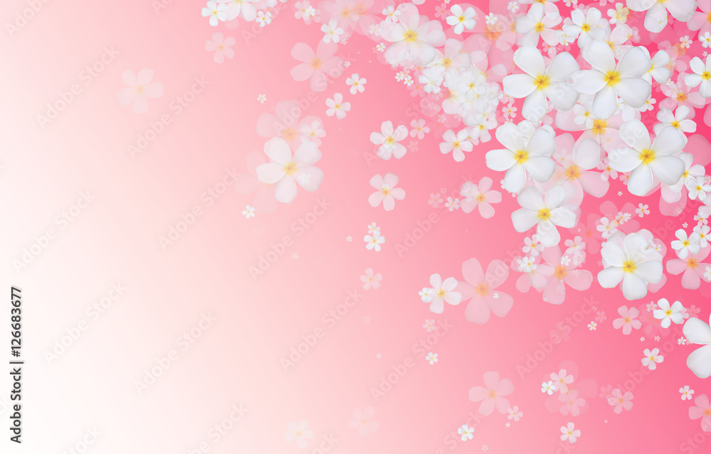 white Plumeria or Frangipani flowers on pink gradient color back