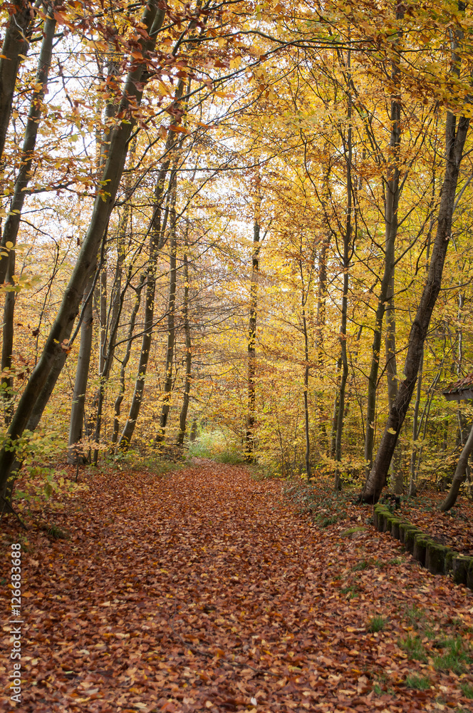 Naklejka premium chemin forestier en automne