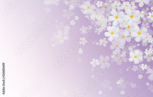 white Plumeria or Frangipani flowers on purple gradient color ba