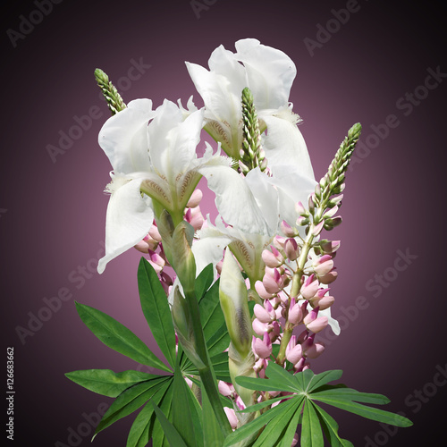 Fototapeta Naklejka Na Ścianę i Meble -  Bouquet of white irises and pink lupine 