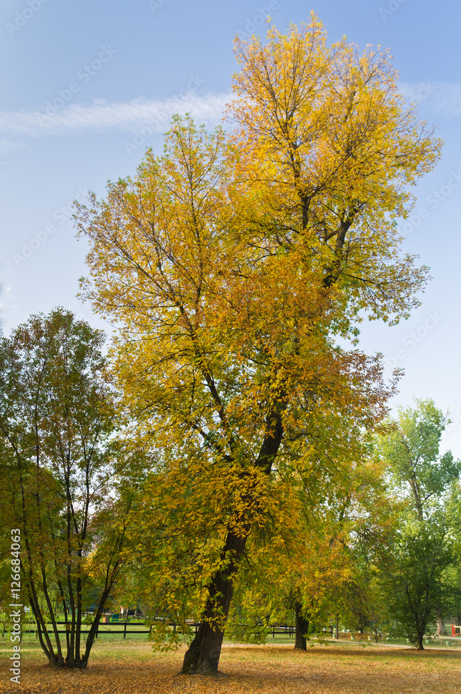 Slant tree in a park with yellow autumn coat, Belgrade, Serbia