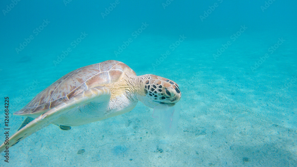 Fototapeta premium Turtle Eating Jellyfish Underwater Caribbean 
