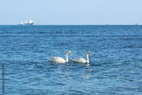 White Swans in the Black Sea