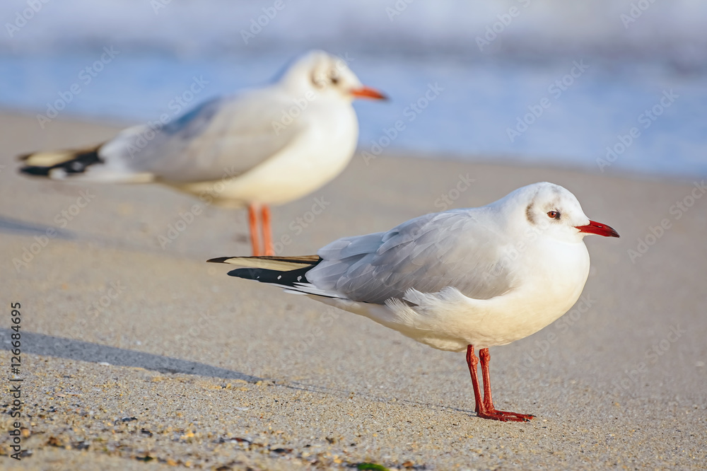 Seagulls on the Sand Seagulls on the Sand