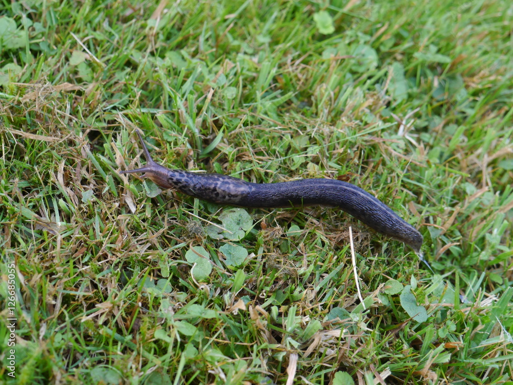 Naklejka premium Tigerschnecke