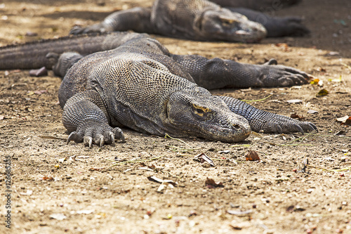 Komodo Dragon