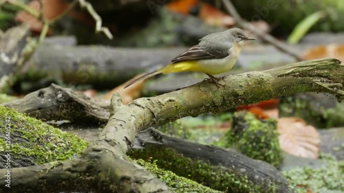 Grey Wagtail bird (Motacilla cinerea) foraging or feeding on a woodland pond in autumn or fall