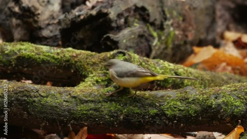 Grey Wagtail bird (Motacilla cinerea) foraging or feeding on a woodland pond in autumn or fall