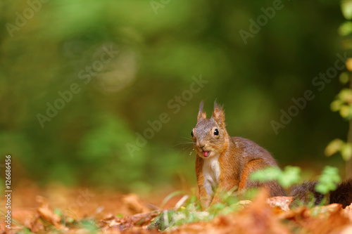 écureuil joyeux © cedric33