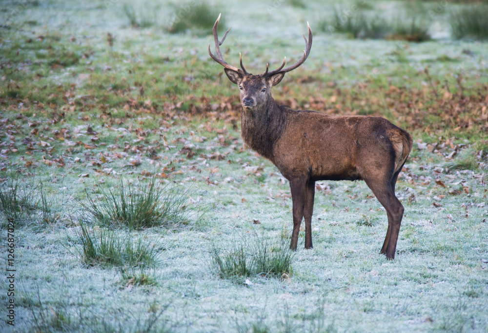Obraz premium Red stag deer standing in a frosty winter meadow
