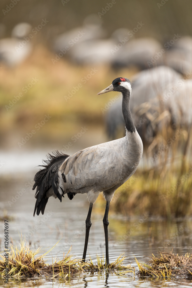 Obraz premium Common crane in a wetland at a stopover site