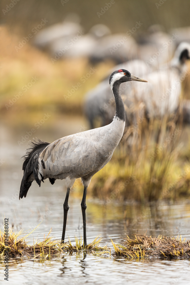 Common crane in a wetland at a stopover site Common crane in a wetland at a stopover site