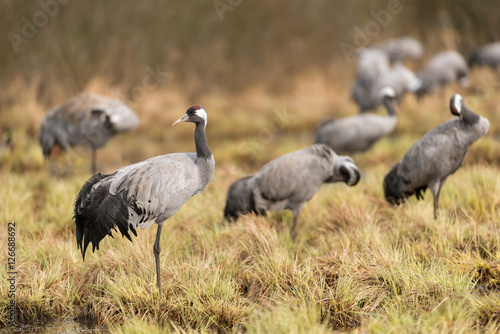 Common crane in a wetland at a stopover site