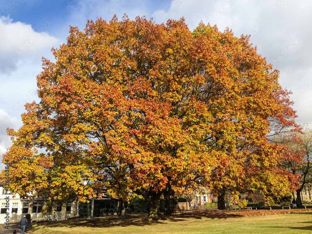 Naklejka premium Large wide sycamore tree in autumn, winter in the sunshine with red and golden leaves of fall. the tree is in Sevenoaks, kent, UK